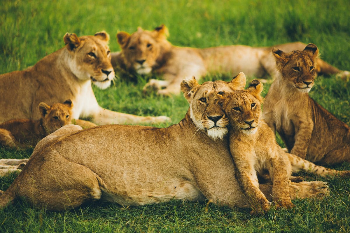High Season 7 Days Tanzania Safari 2027 (5 Stars)