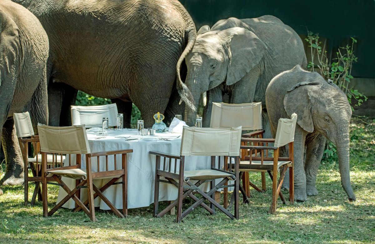 8 Days Migration Safari 2027 (4 Stars)