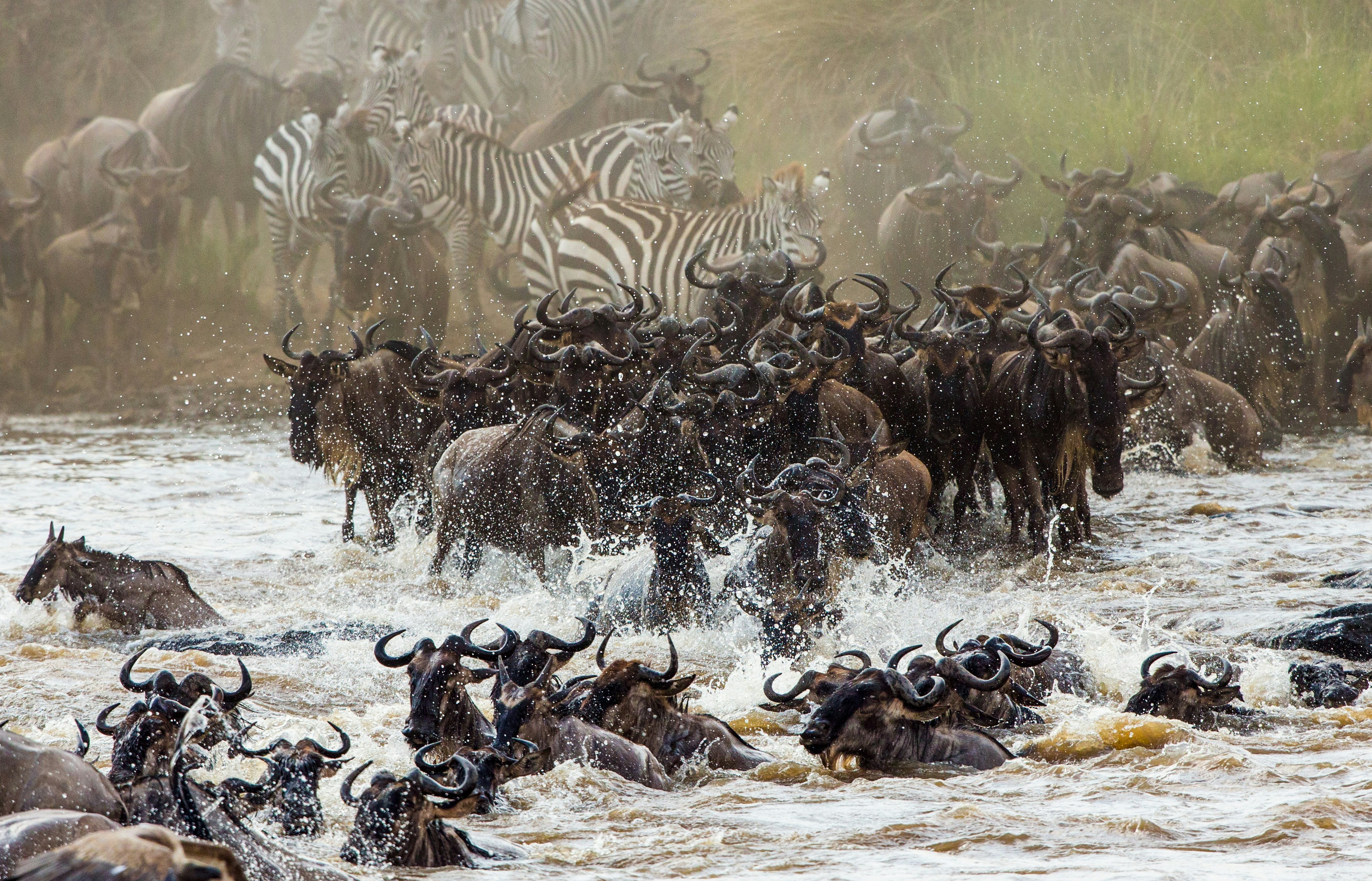 Serengeti national park Tanzania