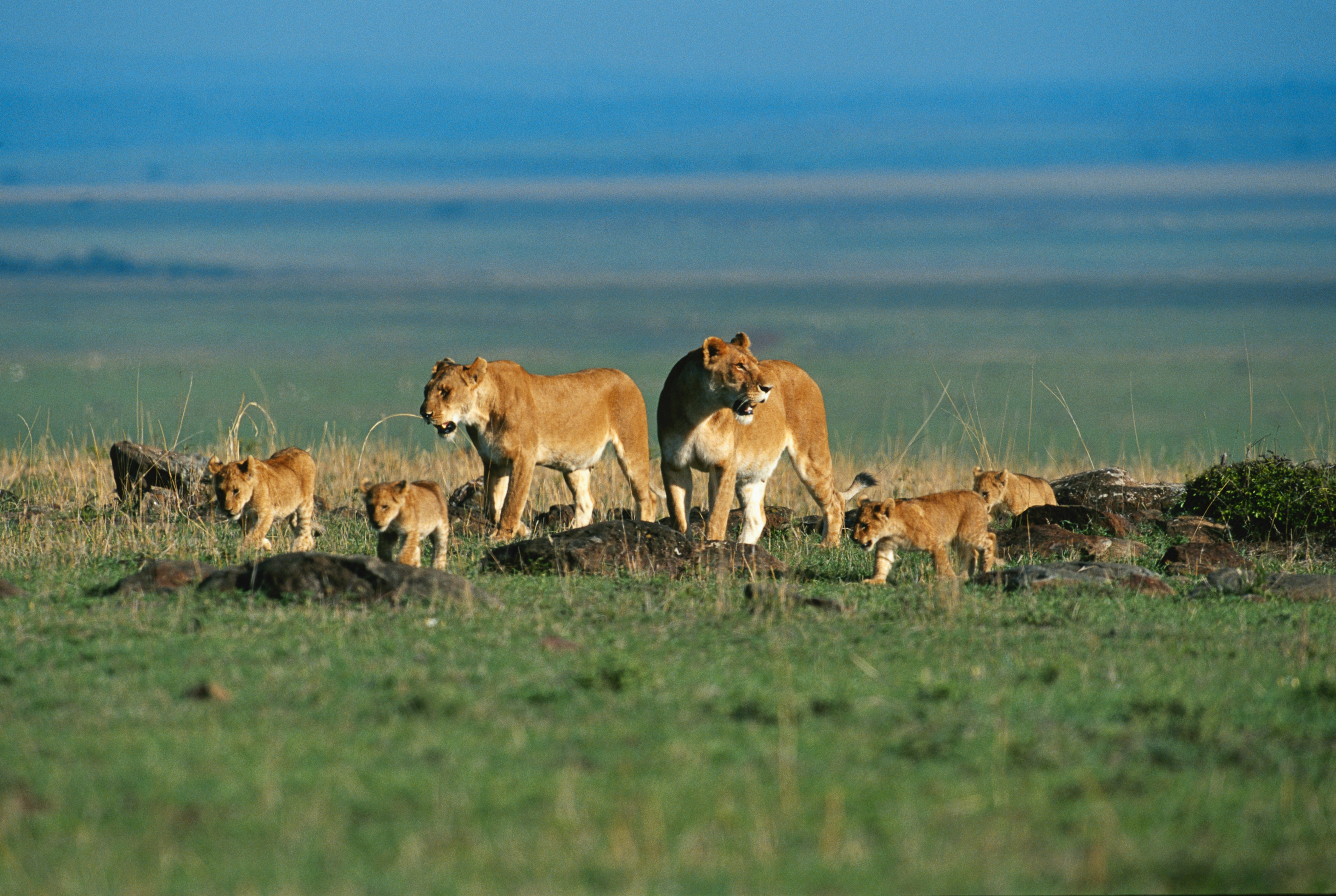 Tanzania safari plains