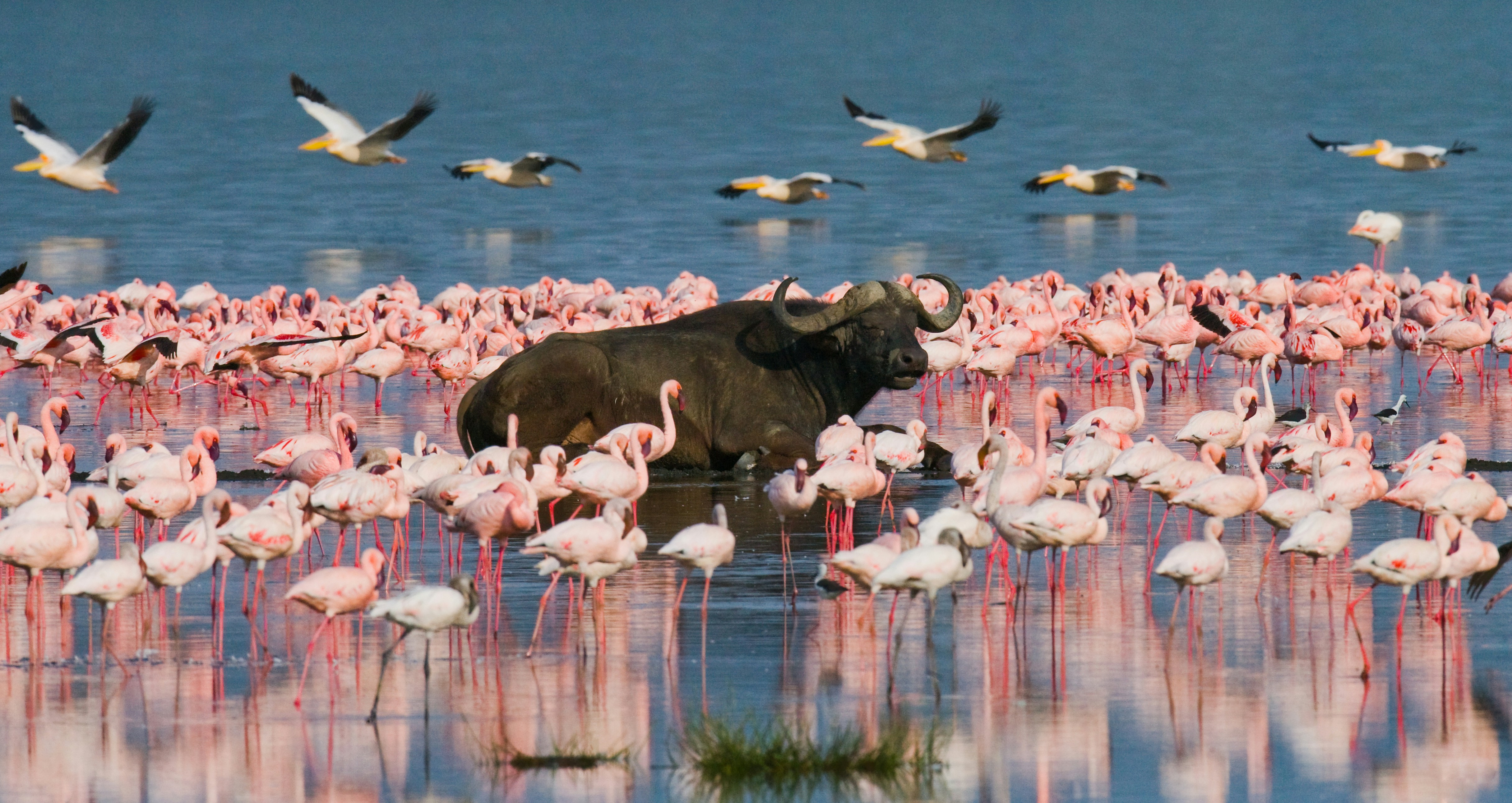 Lake Nakuru flamingos and rhinos Kenya Rift Valley
