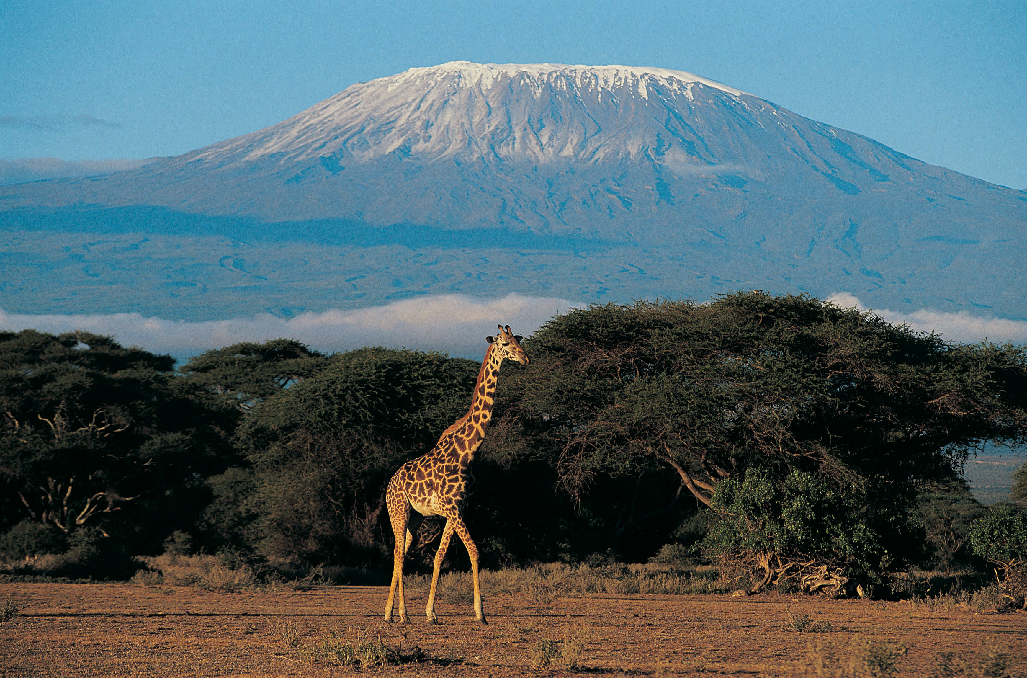 Amboseli elephants with Kilimanjaro