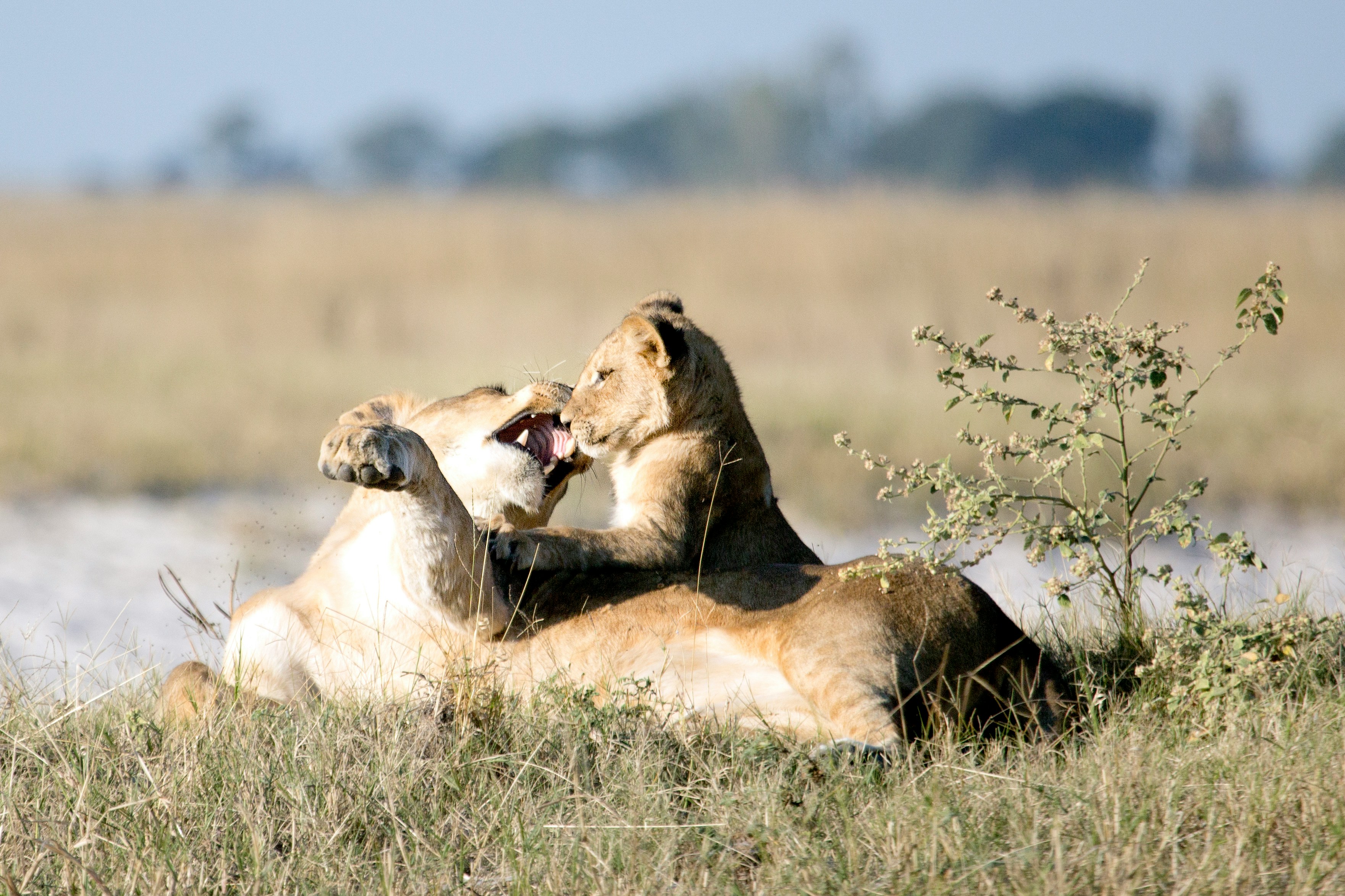 5-Day Mara Special Photography Safari