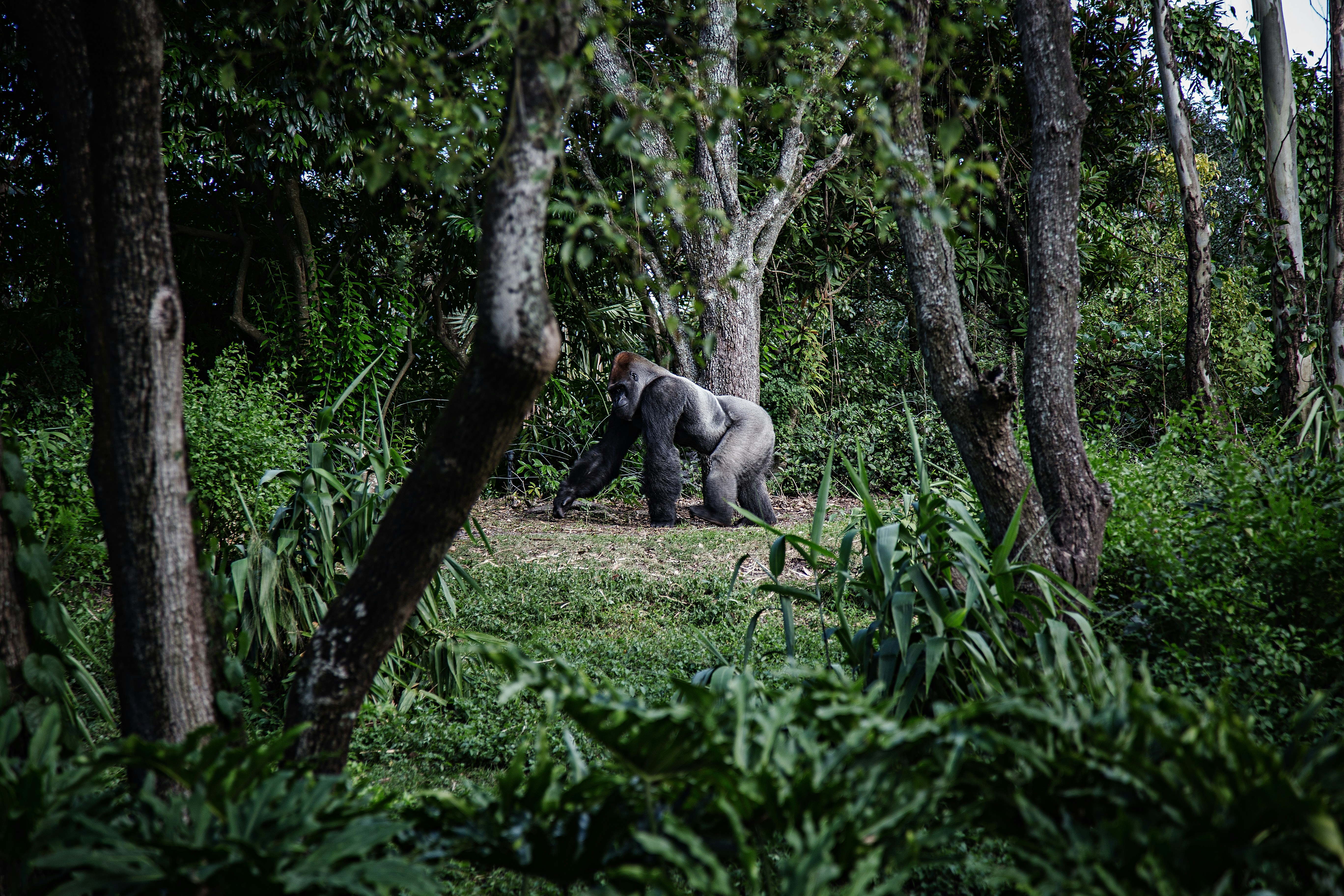 Gorilla Trekking in Africa: Uganda, Rwanda & Complete Planning Guide