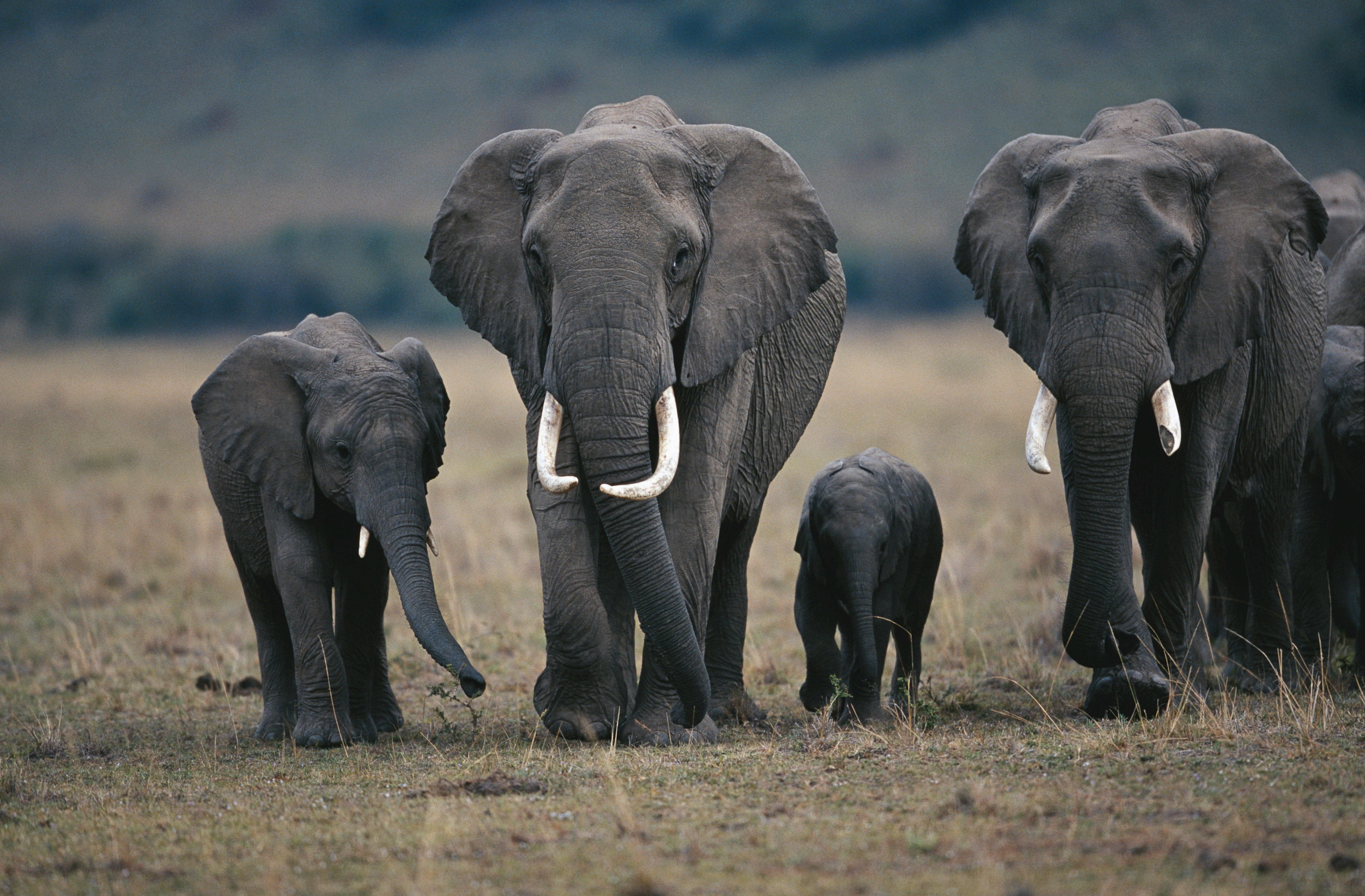 Safari camera gear and binoculars — essential equipment for an African safari