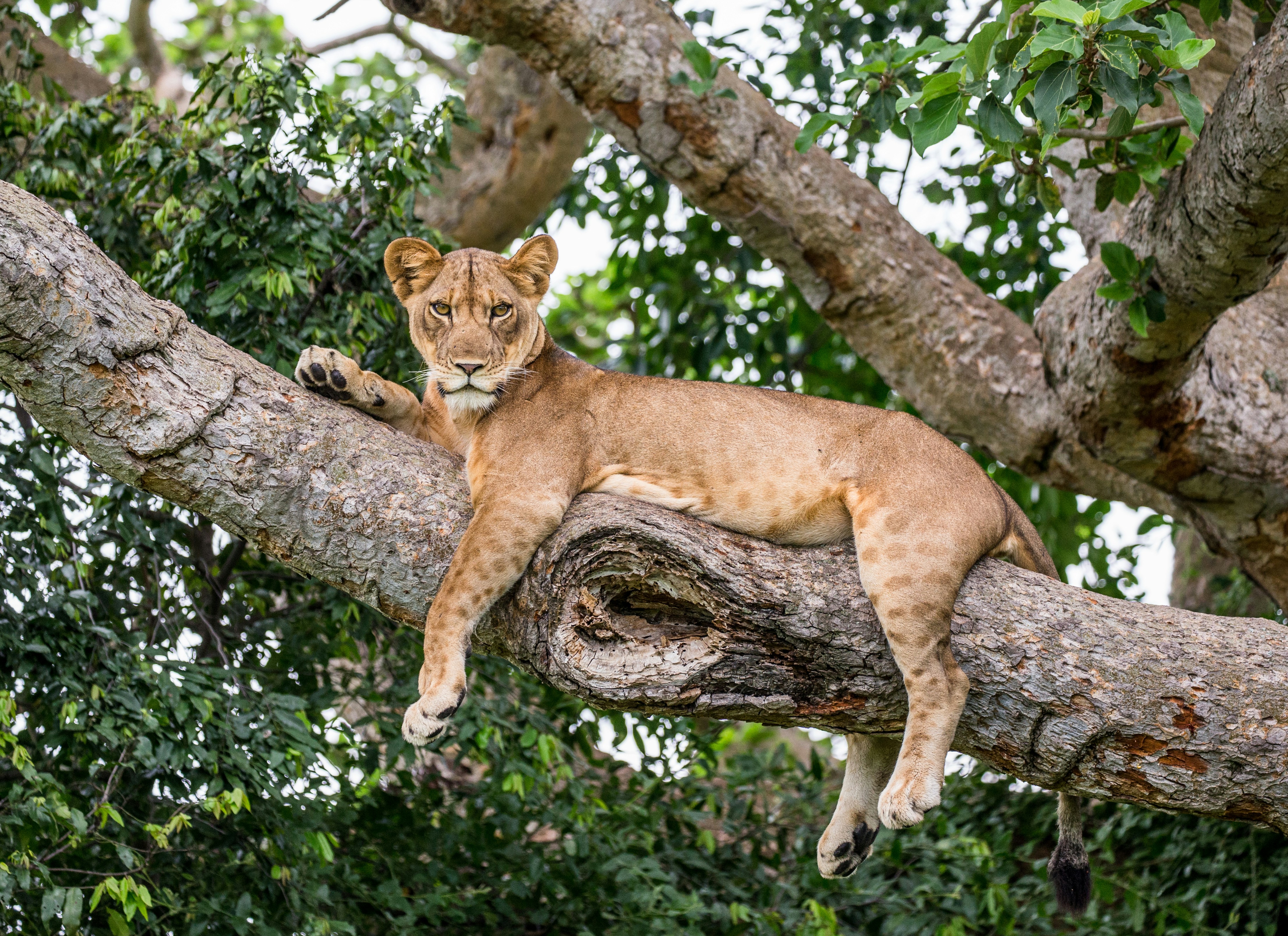 African safari landscape — Tazama Africa Holidays Kenya Tanzania