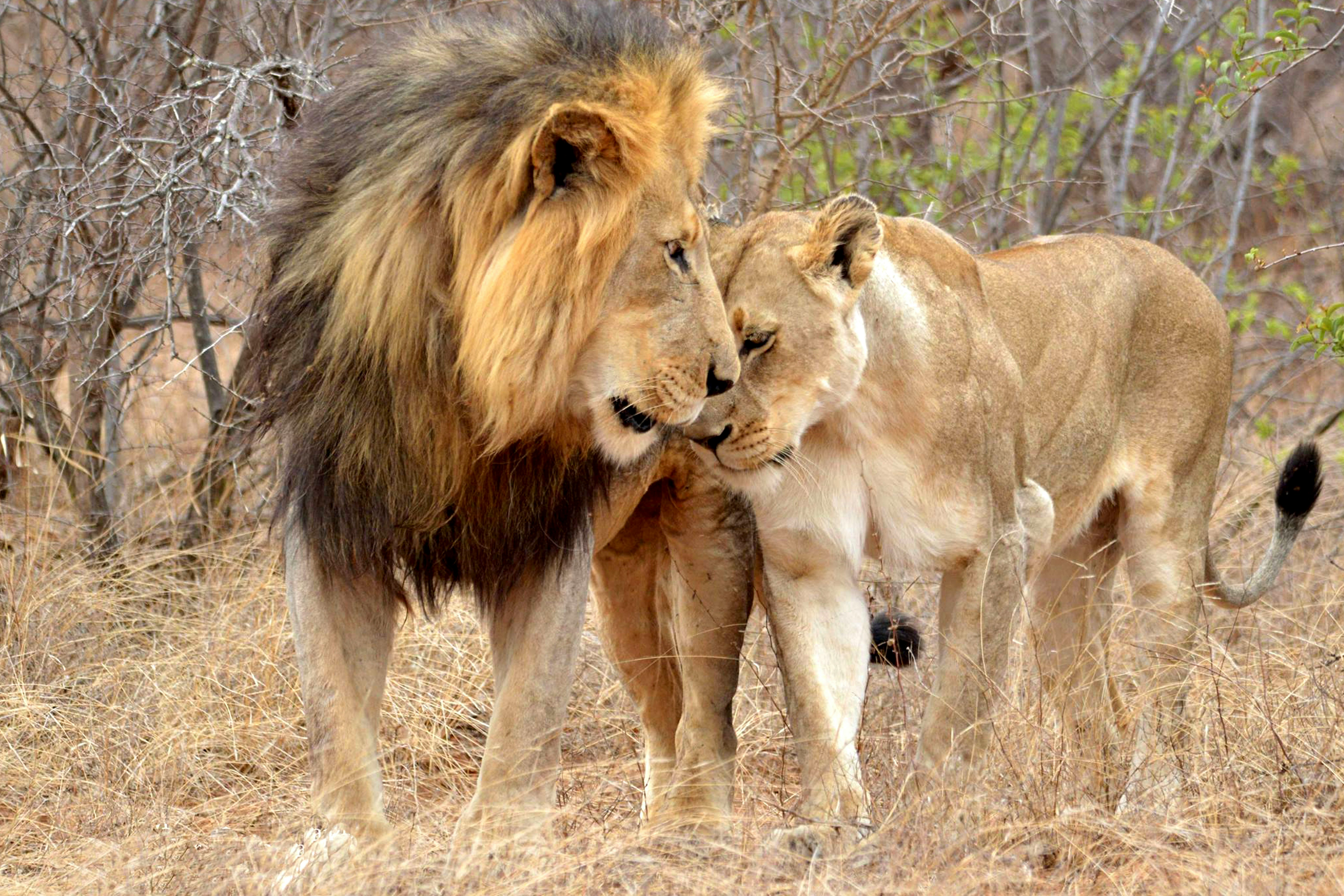 Amboseli National Park safari landscape — Kenya safari packing guide