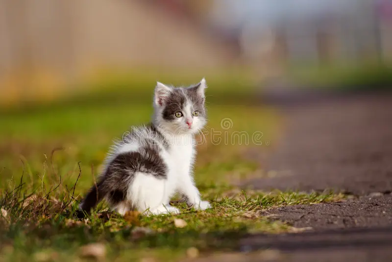 Found a white kitten