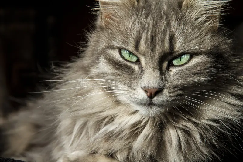 Missing grey Persian cat