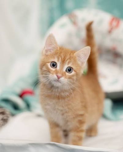 Orange cat found near apartment