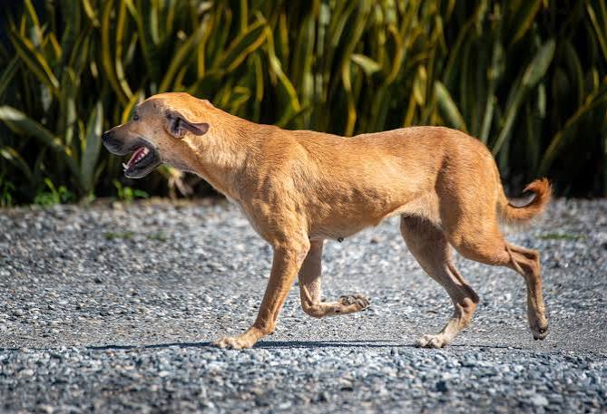 Injured dog near Main Road