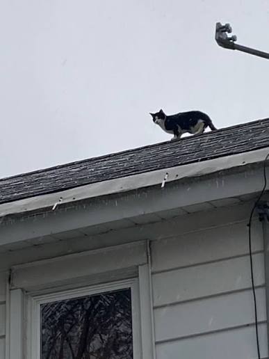 Cat stuck on apartment roof