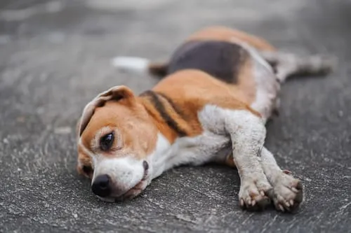 Puppy found weak near roadside
