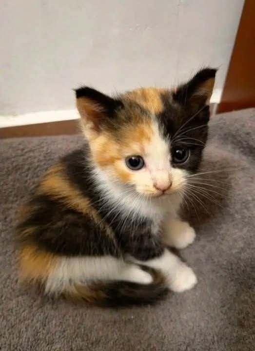 Bella is looking for a caring family