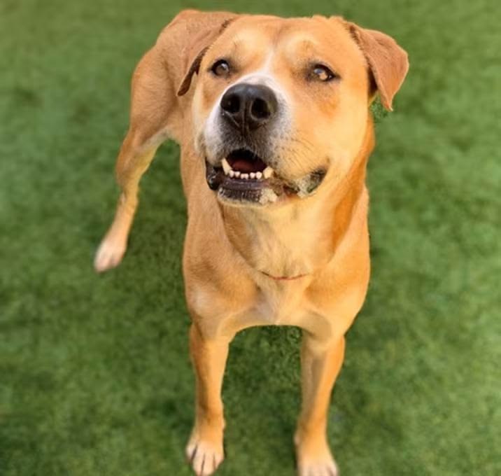 Bruno is looking for a loving home