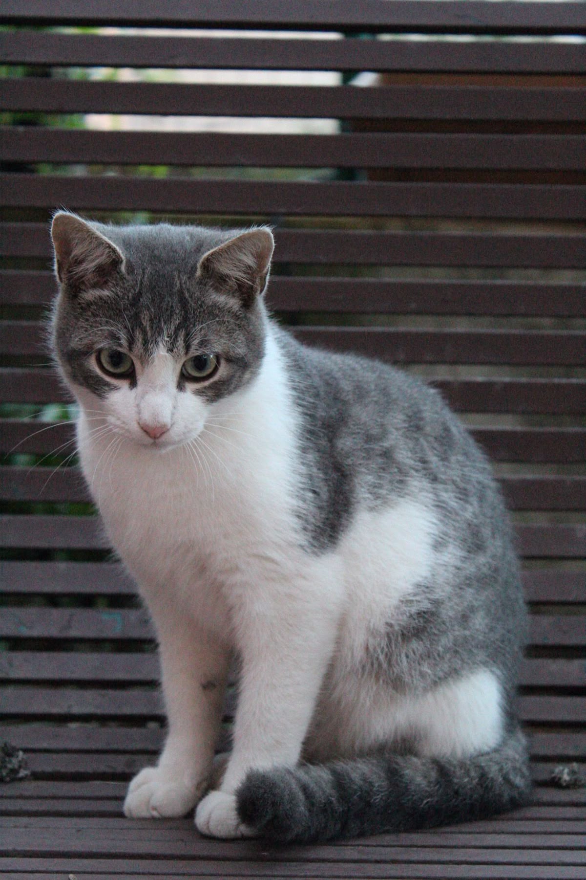 Luna needs a forever home