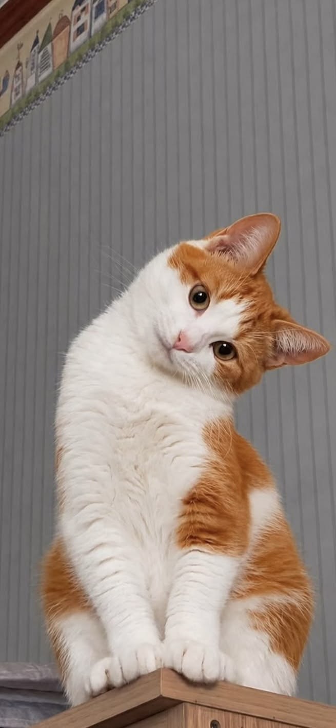 Meet Coco, a gentle companion
