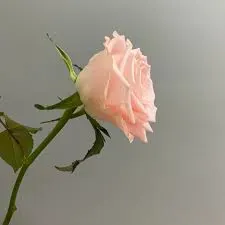Buy VAL LONG ROSE online in Lagos
