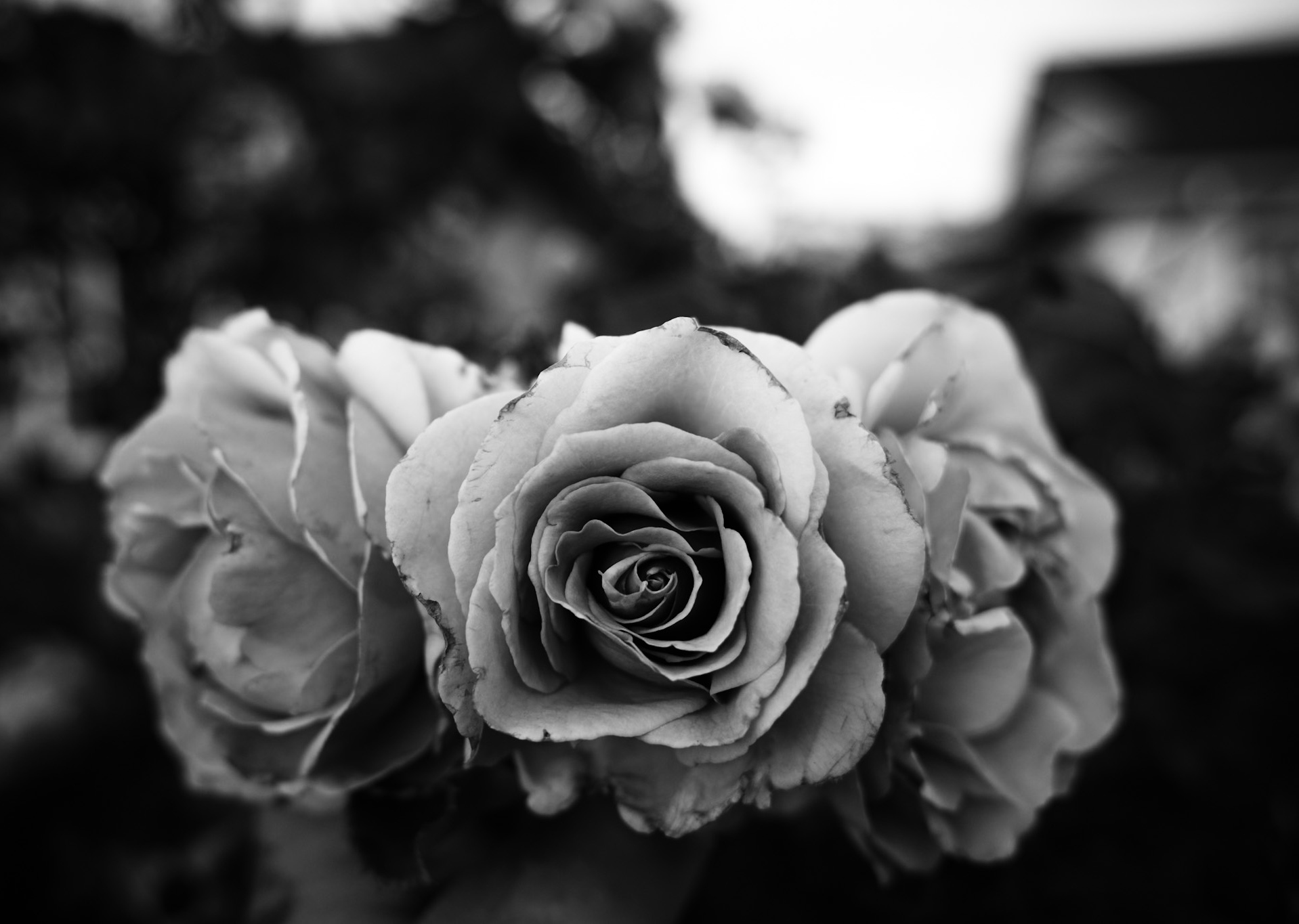 Three roses