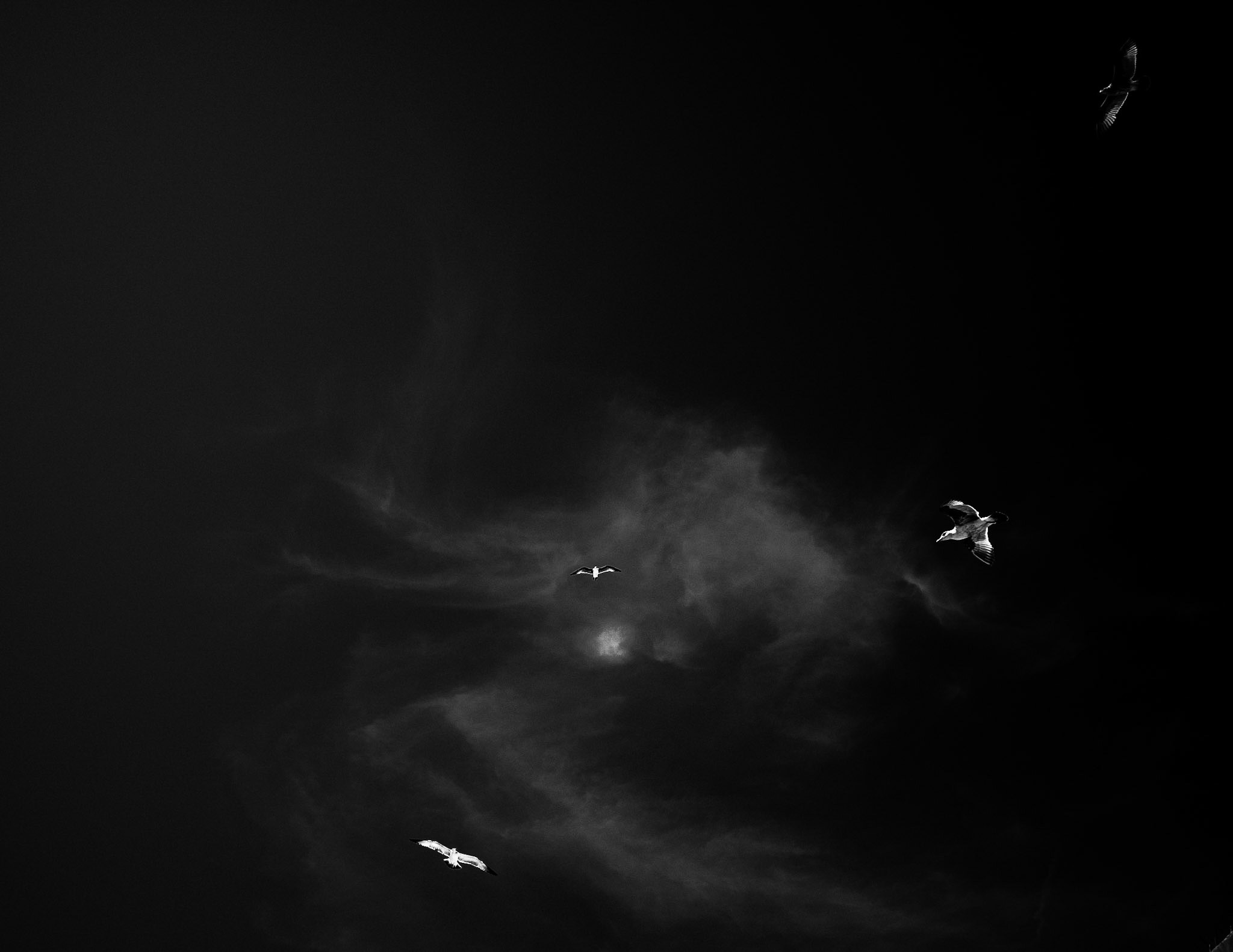 Birds in the sky