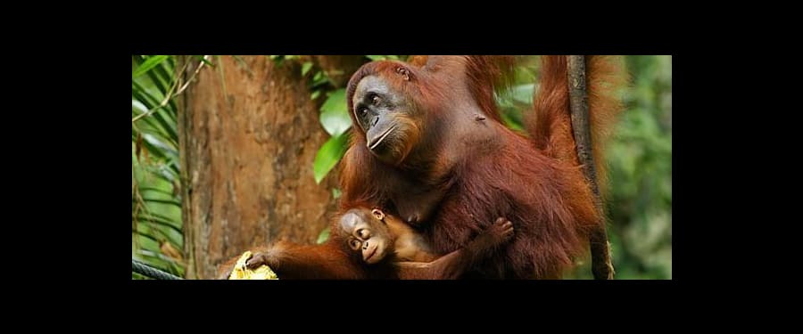 Zoo de Singapour avec transfert et petit déjeuner avec les orangs-outans 2