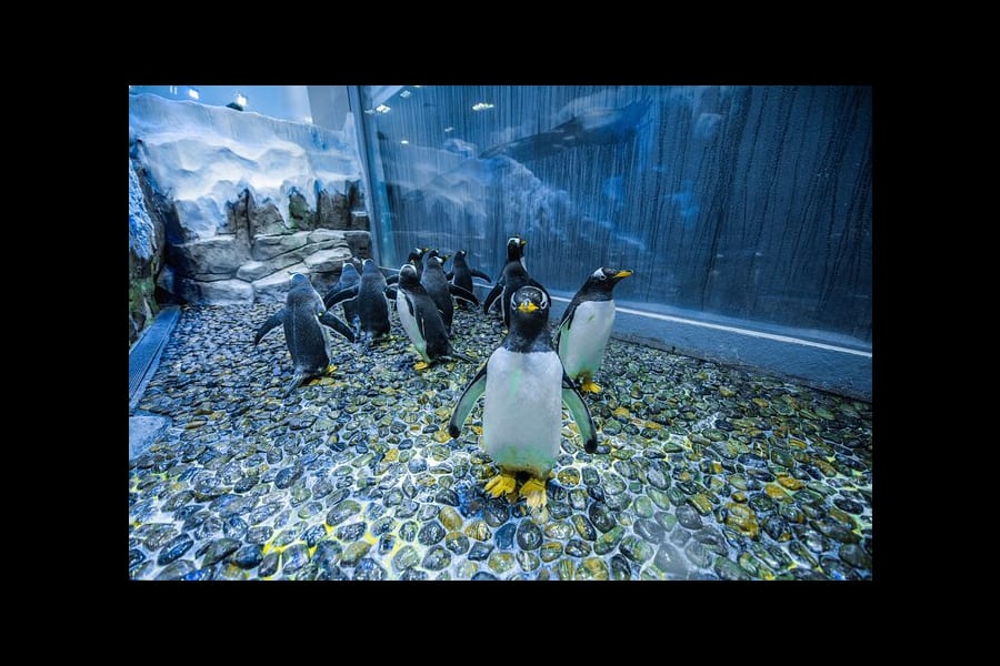 Aquarium et pingouin du Dubai Mall 1