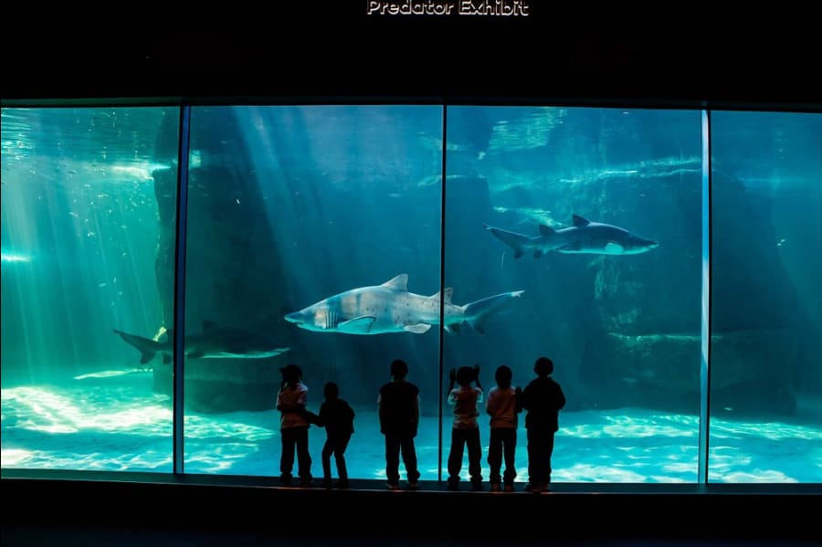 Aquarium of two oceans 1
