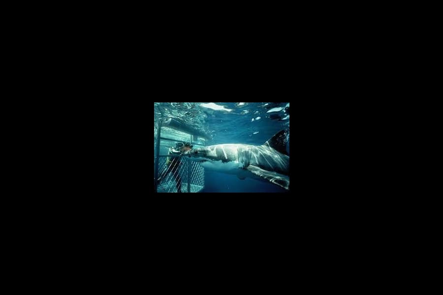 PLONGEE EN CAGE AVEC LES REQUINS 2