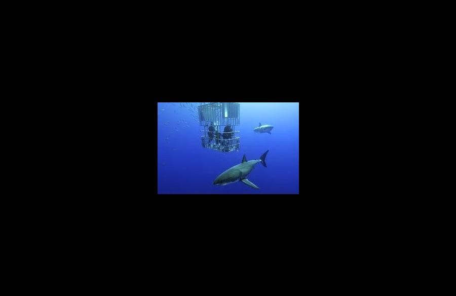 PLONGEE EN CAGE AVEC LES REQUINS 1