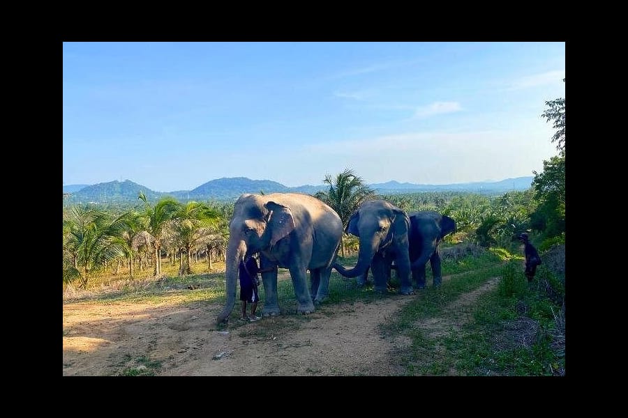 Visite du sanctuaire des éléphants verts de Bangkok et Pattaya 1