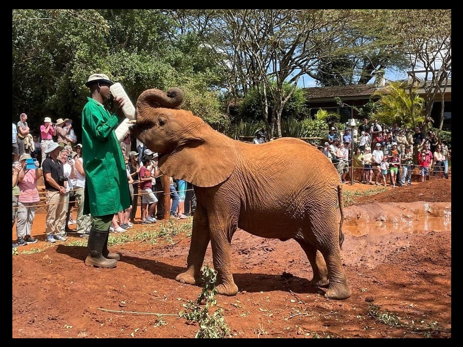 Orphelinat des éléphants, centre Girafe  et visite culturelle des Bomas du Kenya 1