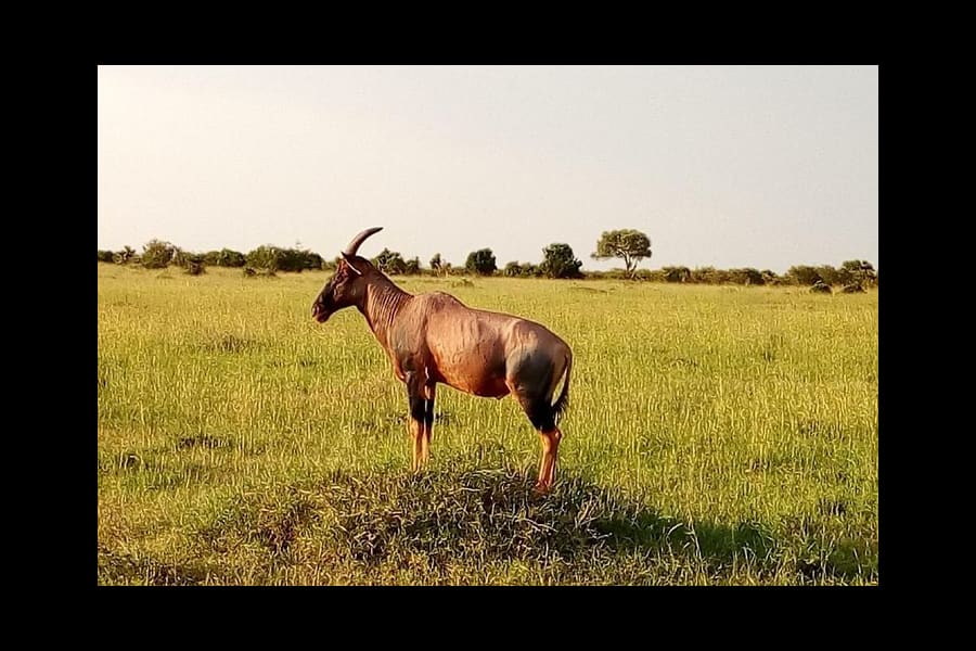 Visite du parc national de Nairobi 1
