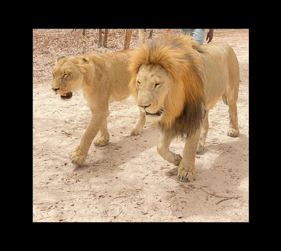 Toubacouta : marche avec les lions et balade en pirogue 1