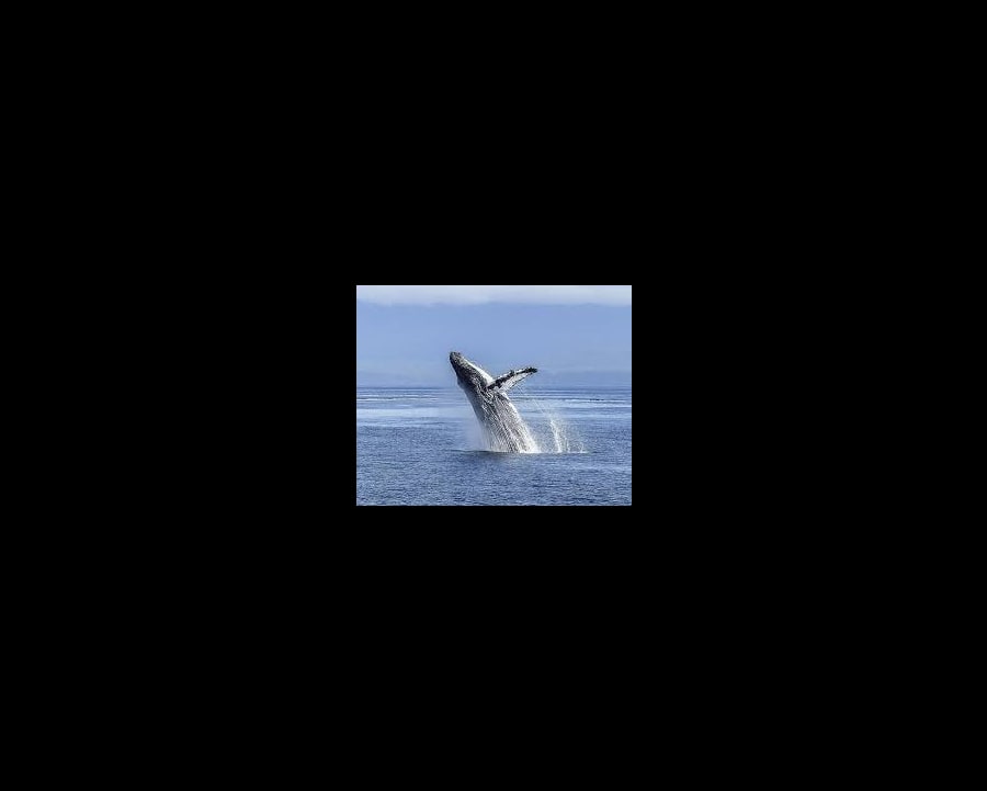 ROUTE DES BALEINES 1