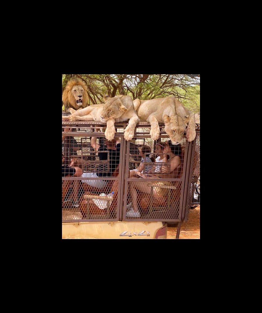 Ranch Aux lions 1