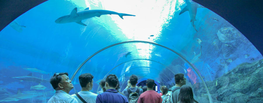 Dubai Mall Aquarium & Underwater Zoo 4