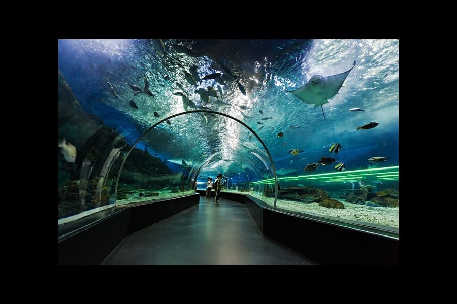 Aquarium et pingouin du Dubai Mall 2
