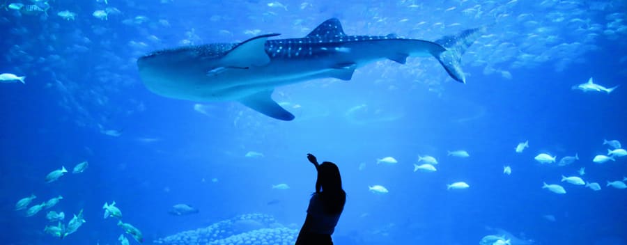 Dubai Mall Aquarium & Underwater Zoo 3