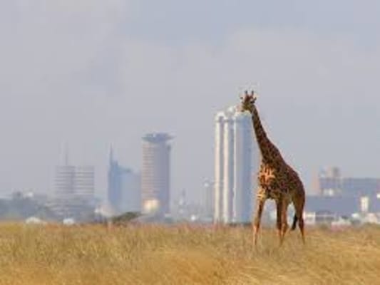 Jour 2 : Nairobi National park tour 