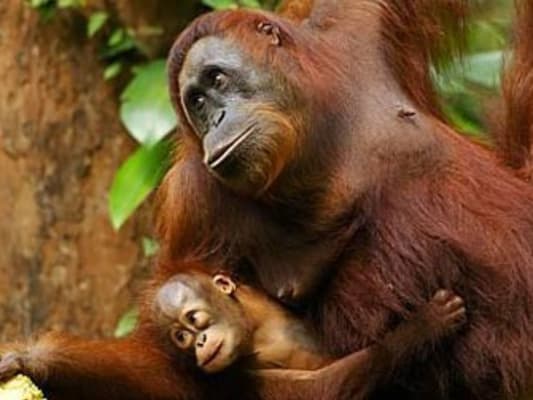 Zoo de Singapour avec transfert et petit déjeuner avec les orangs-outans 2