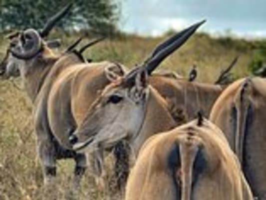 Jour 2 : Nairobi National park tour 