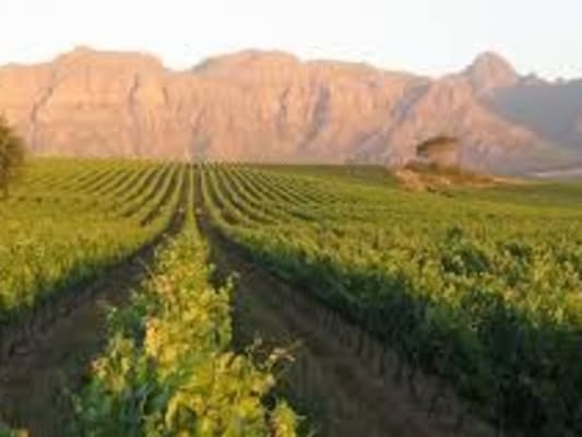 ROUTE DES VINS DU CAP 3