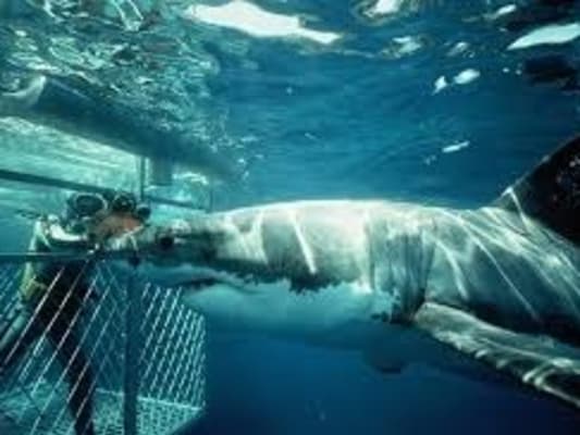 PLONGEE EN CAGE AVEC LES REQUINS 2