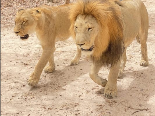 Jour 5: Activité 4 Toubacouta marche avec les lions et balade en pirogue