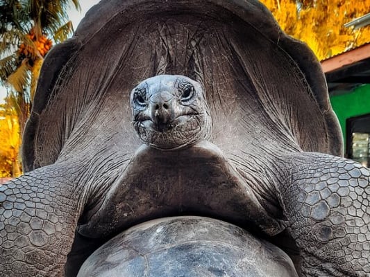 Jour 4 : Activité 03 Rencontre des tortues géantes