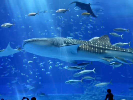 JOUR 2: Visite de l'Aquarium