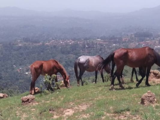 Nonena Mountain Ranch - 3 days and 2 nights