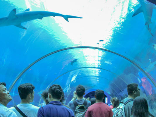 Dubai Mall Aquarium & Underwater Zoo 4