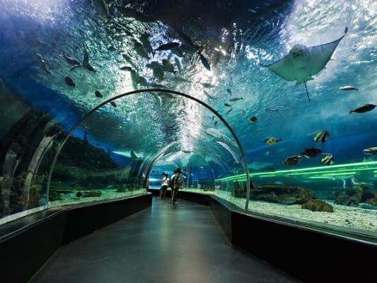Aquarium et pingouin du Dubai Mall 2