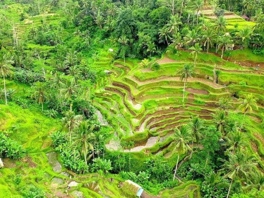 Visite du meilleur d'Ubud avec forfaits Aloha Swing